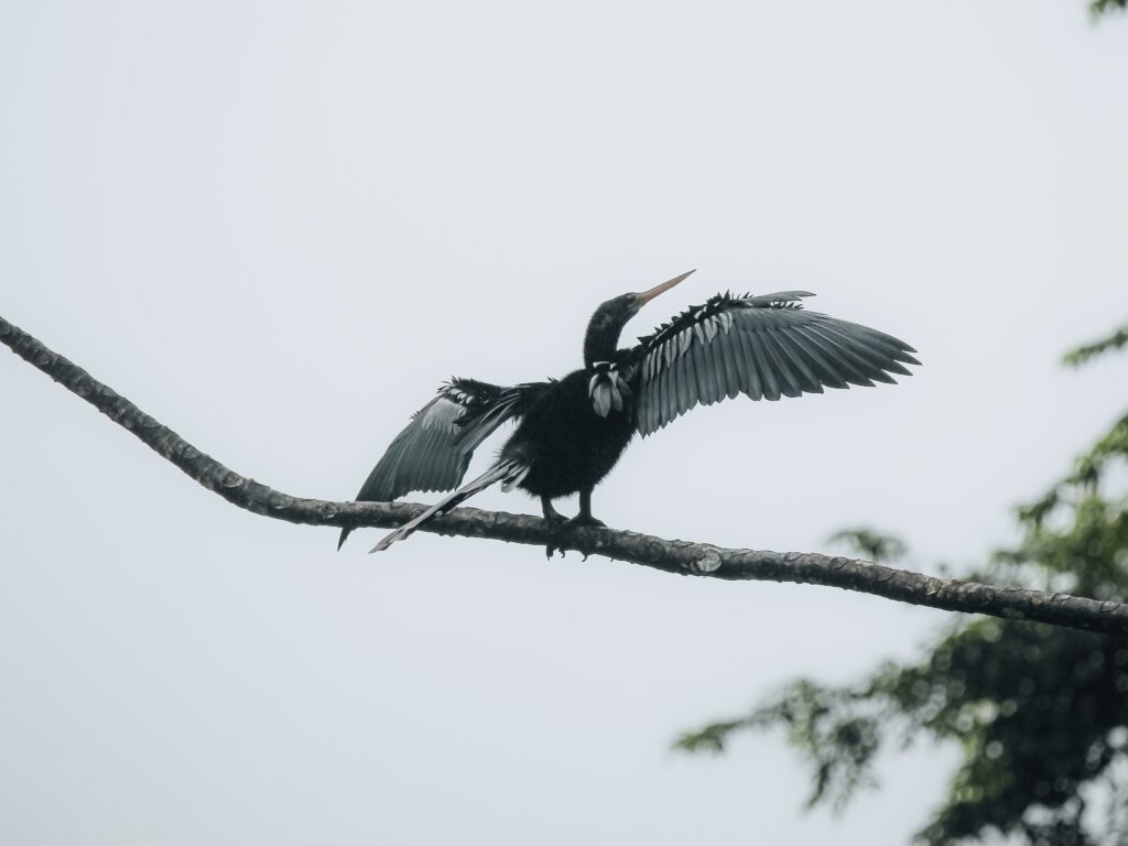 Ave en Costa Rica abriendo las alas sobre una rama