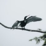 Ave en Costa Rica abriendo las alas sobre una rama