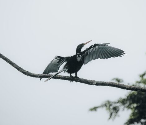 Ave en Costa Rica abriendo las alas sobre una rama