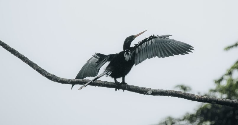 Ave en Costa Rica abriendo las alas sobre una rama