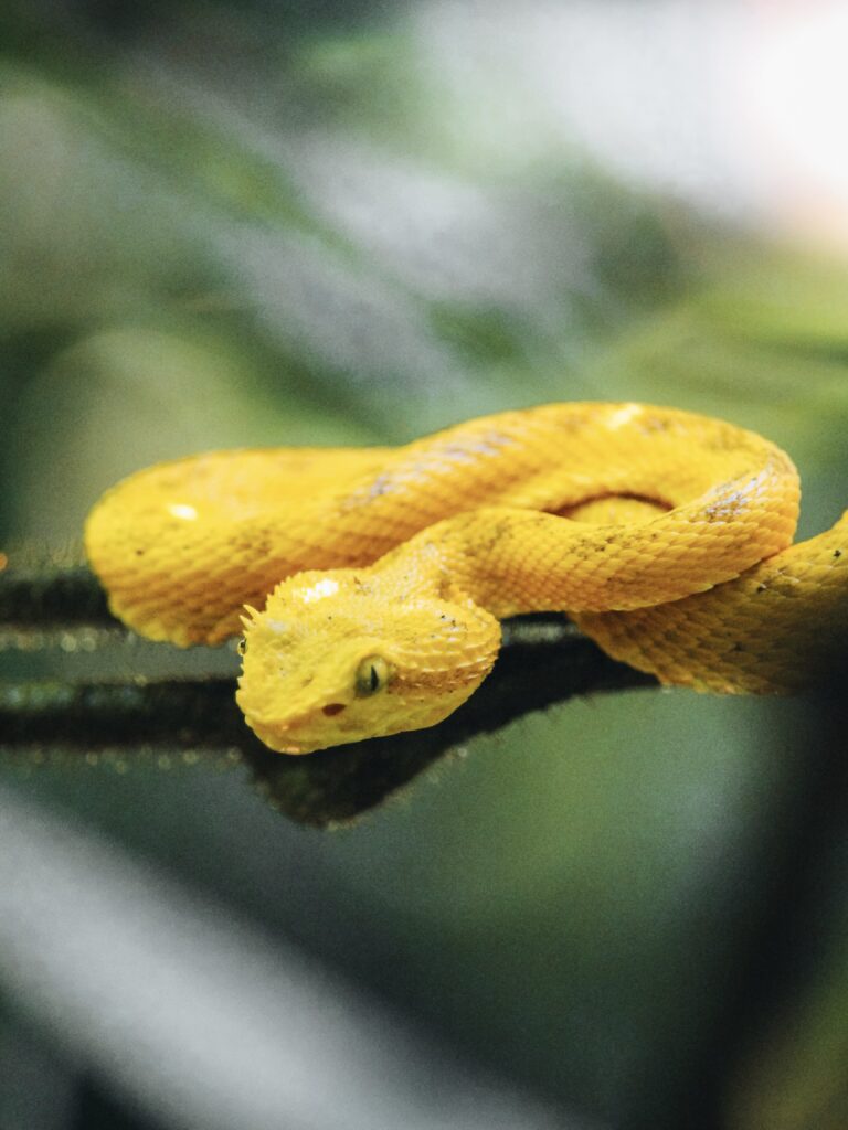 Serpiente venenosa amarilla en la Fortuna