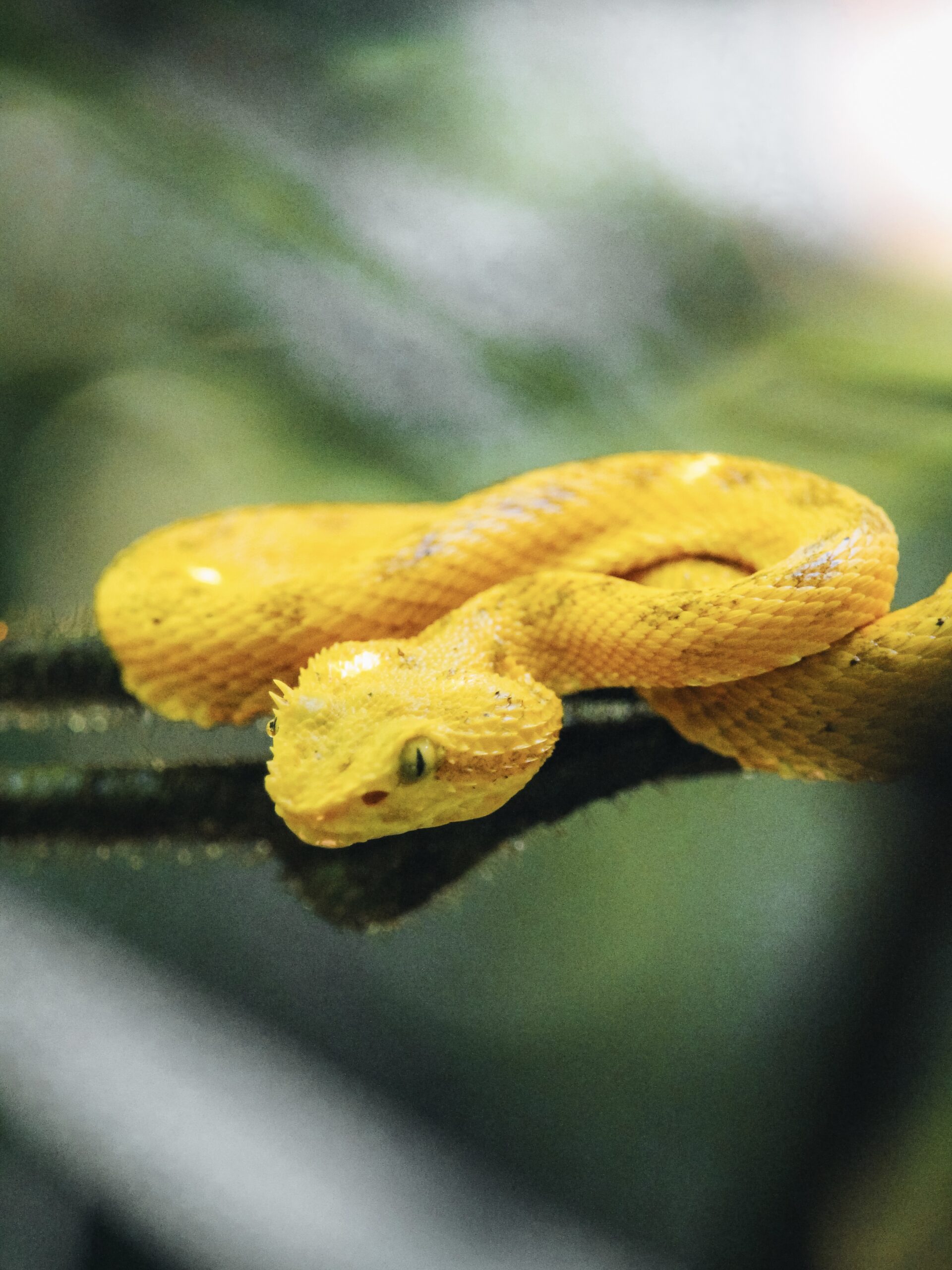 Serpiente venenosa amarilla en la Fortuna