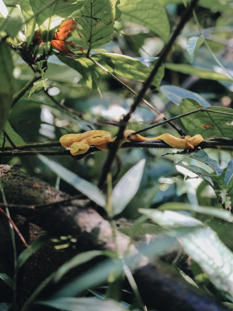 Serpiente venenosa amarilla en la Fortuna