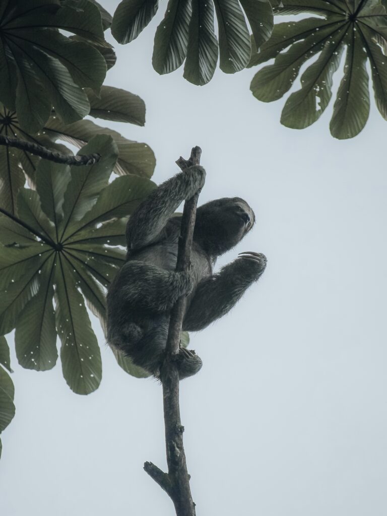 Perezoso en una rama en La Fortuna