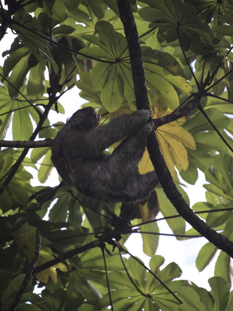 Perezoso en la rama de un árbol en La Fortuna