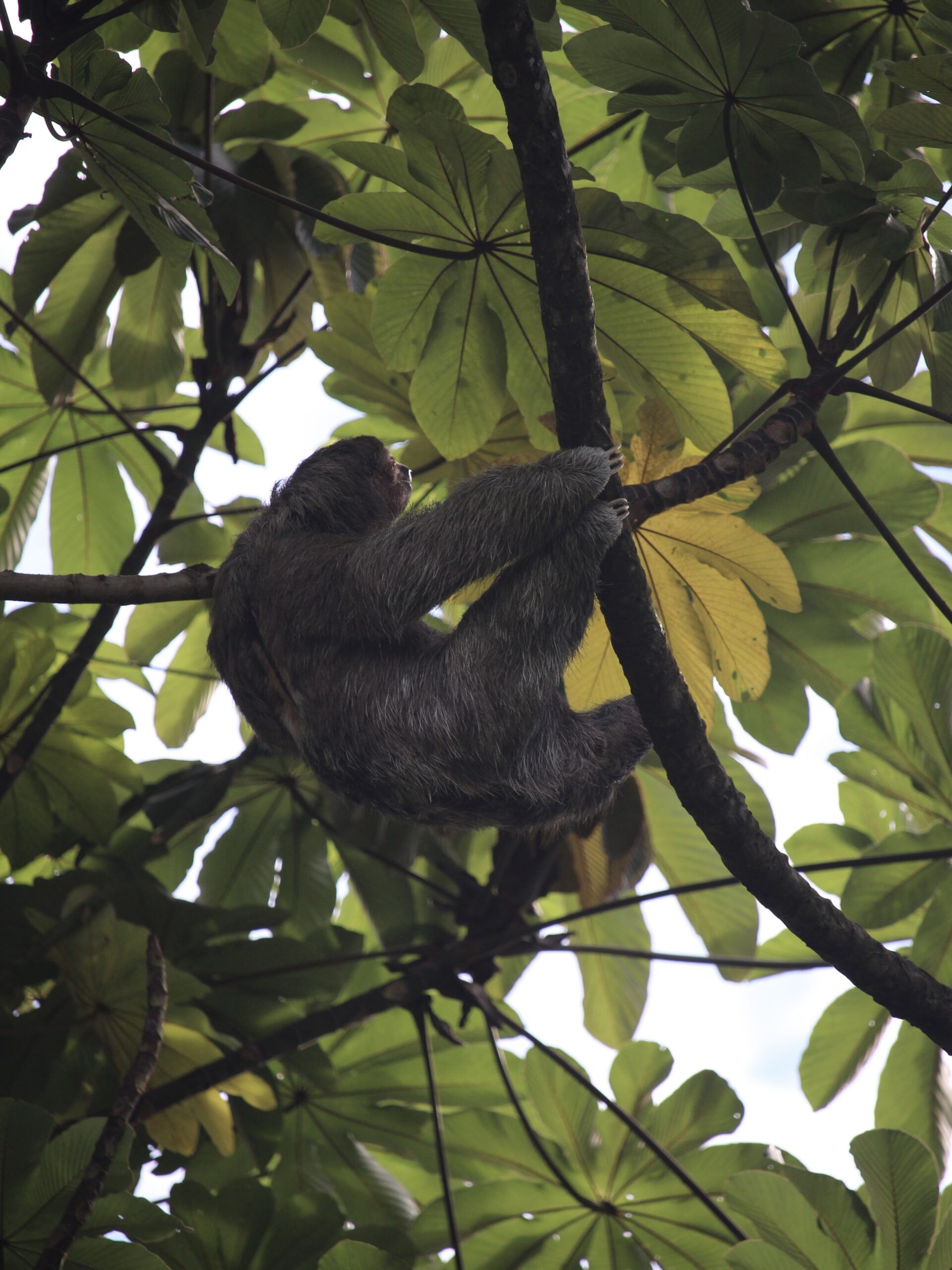 Perezoso en la rama de un árbol en La Fortuna