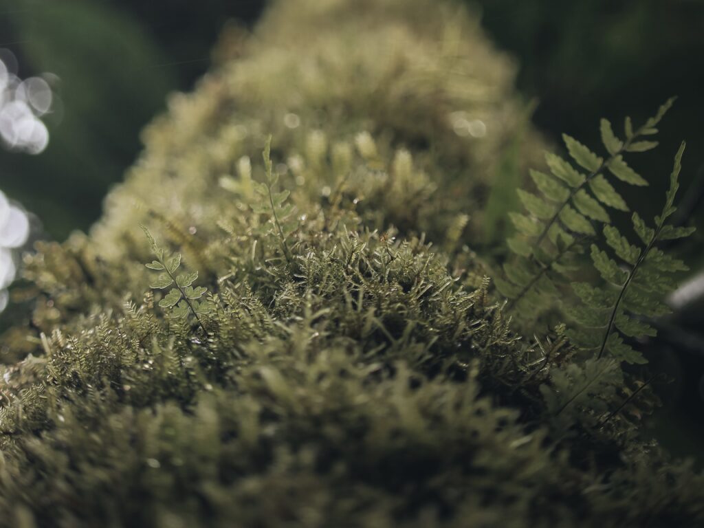 Musgo en un árbol en Monteverde