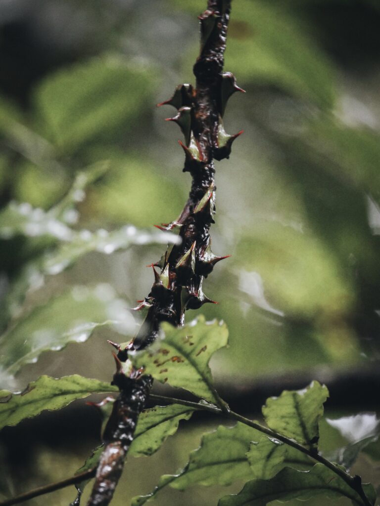 Insectos en rama en Monteverde