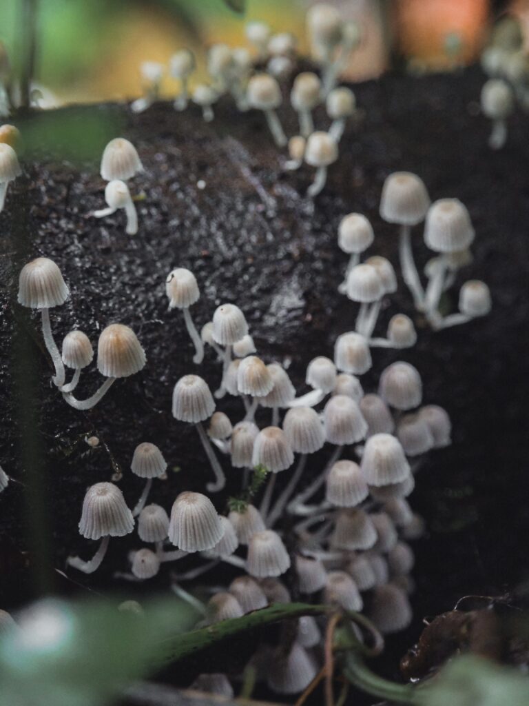 Hongos sobre la corteza de un árbol