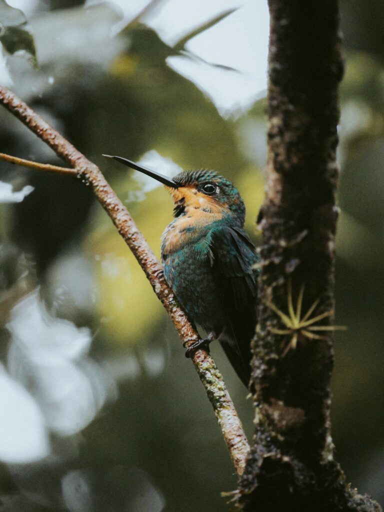 Colibrí colorido en Monteverde