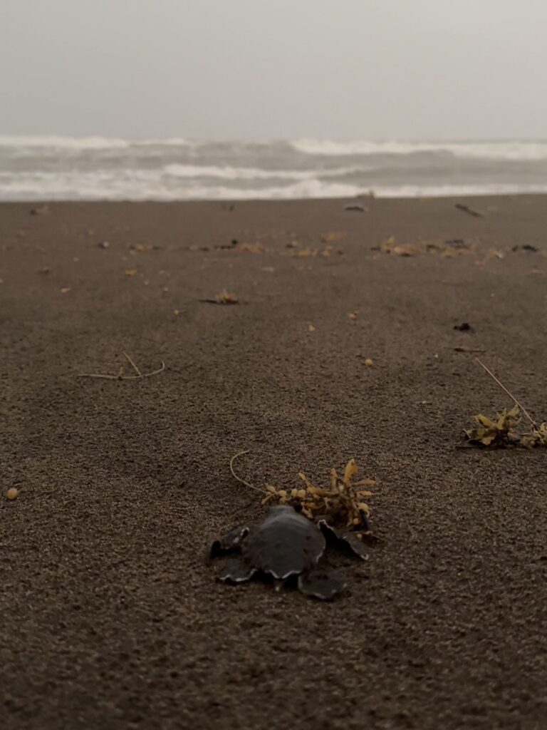 Tortuga caminando hacia el mar en Tortuguero