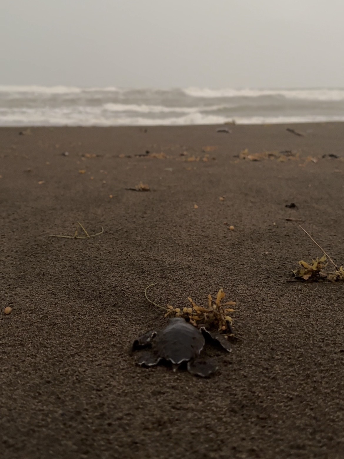 Tortuga caminando hacia el mar