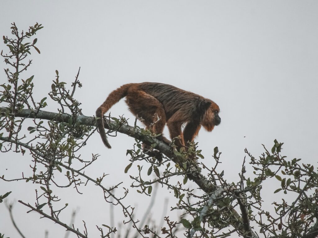 Mono trepando en las ramas en Pantanal