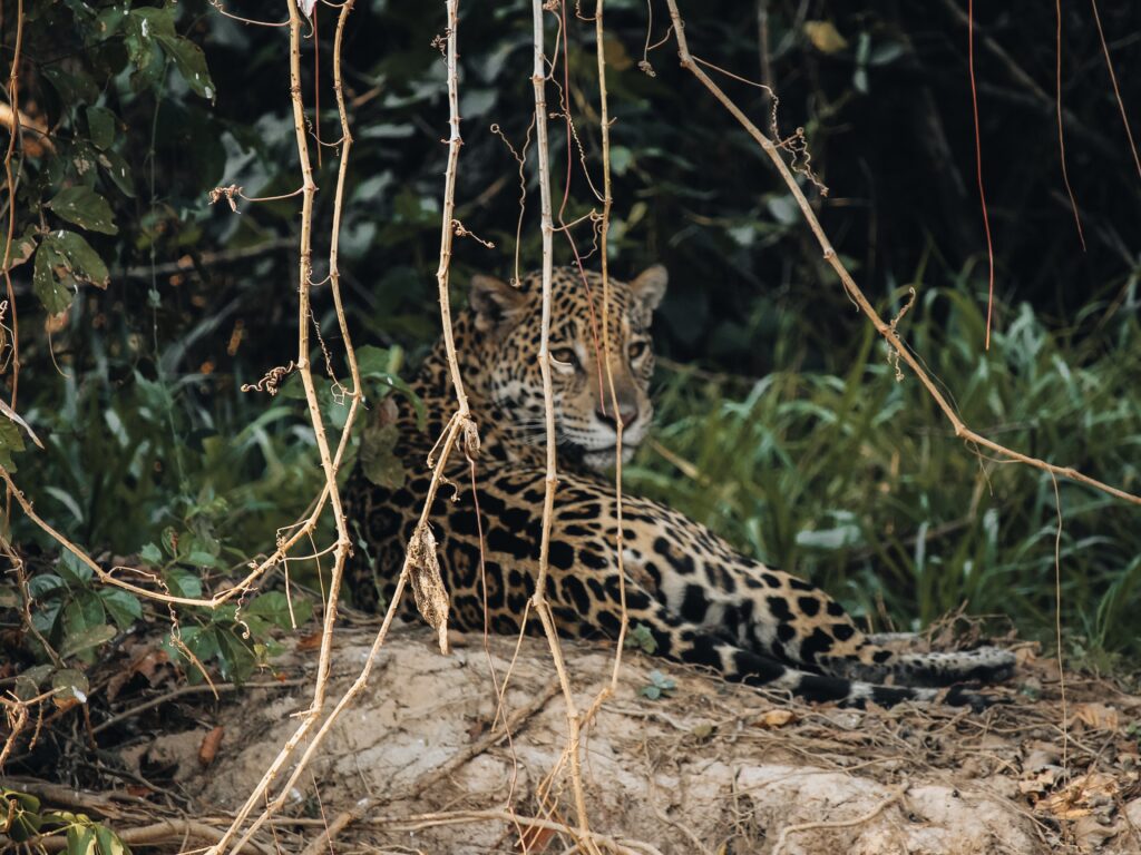 Jaguar en Brasil