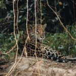 Jaguar en Brasil