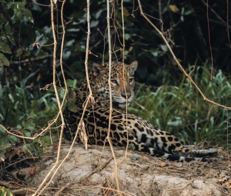 Jaguar en Brasil