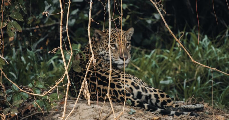 Jaguar en Brasil