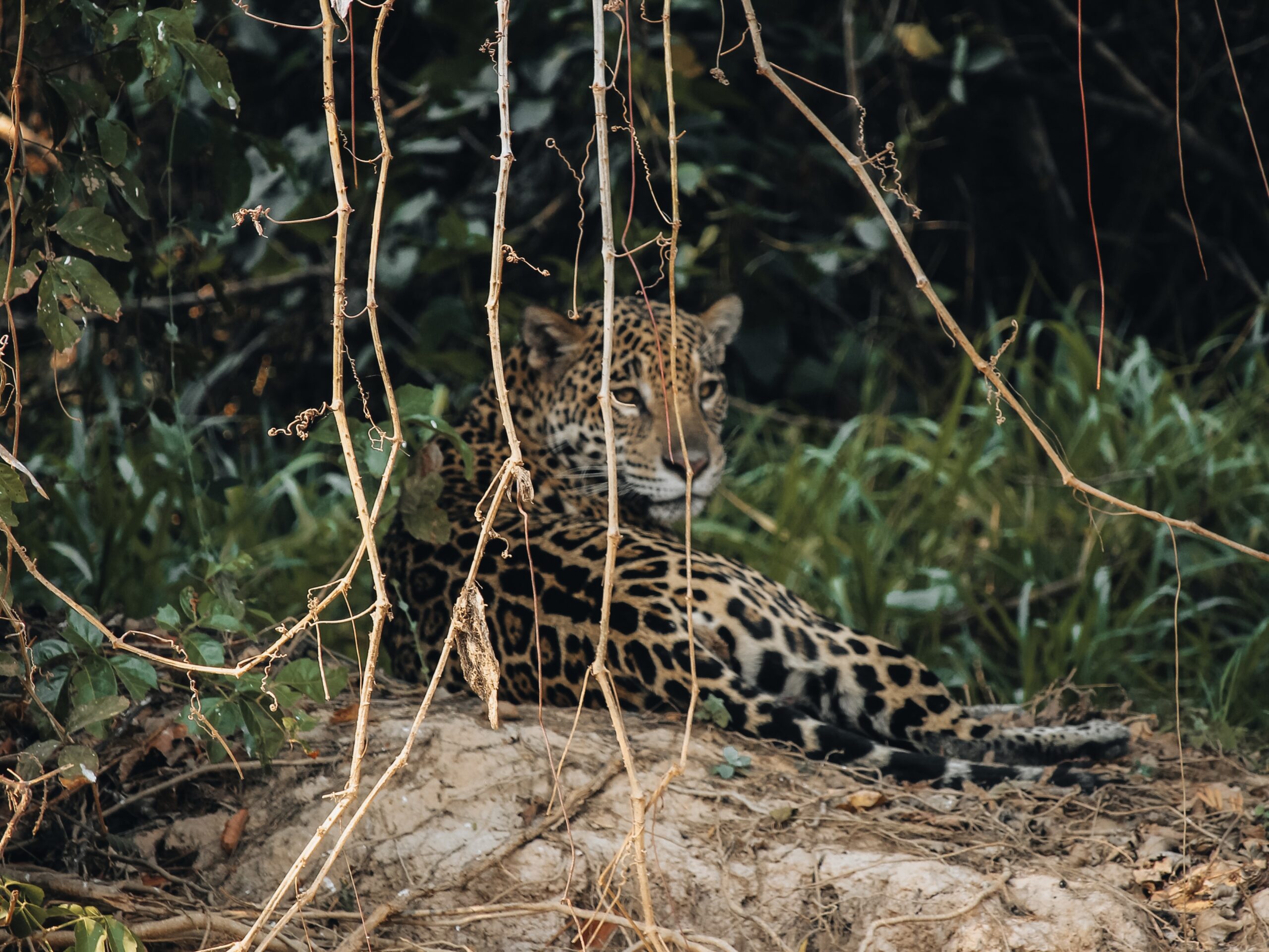 Jaguar en Brasil